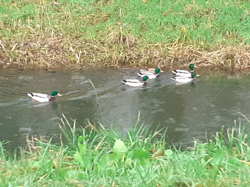 All ducks swim in the water