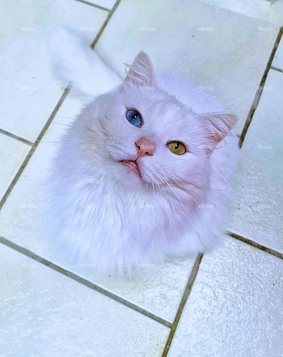 my white cat to minnows eyes