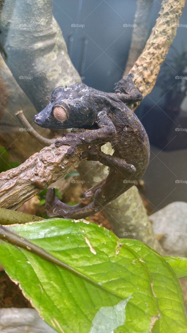 leaf tail gecko