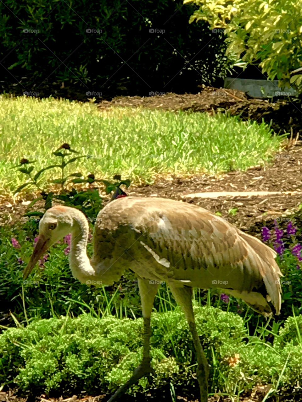 Young heron