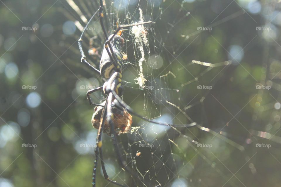 spider with web