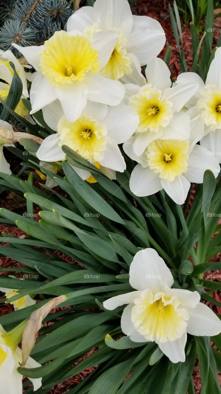 Spring in PA