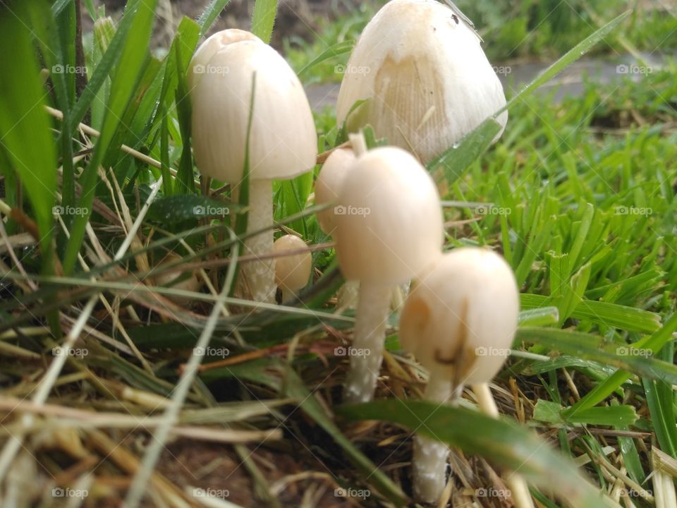 Mushrooms growing in the cow pasture.