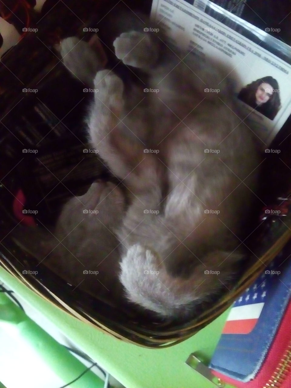 baby kitten is sleeping in a basket 🐱🐱