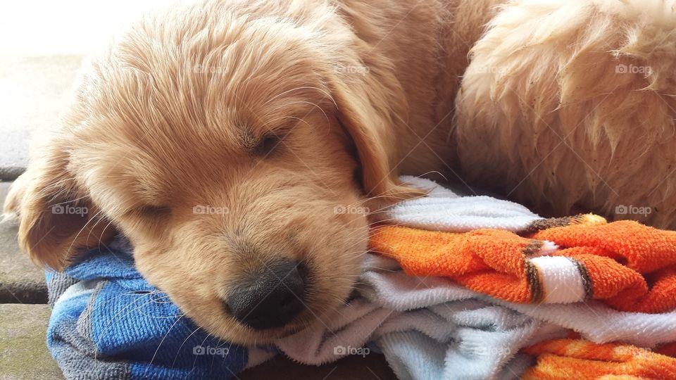 puppy love. golden retriever