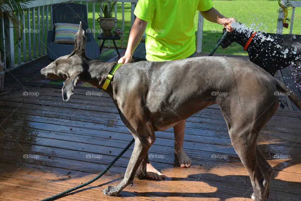 My son washing our big blue Dane 