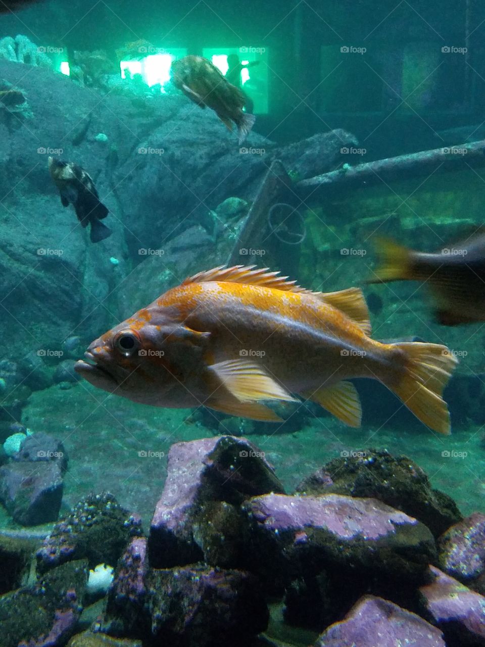 Fish swimming