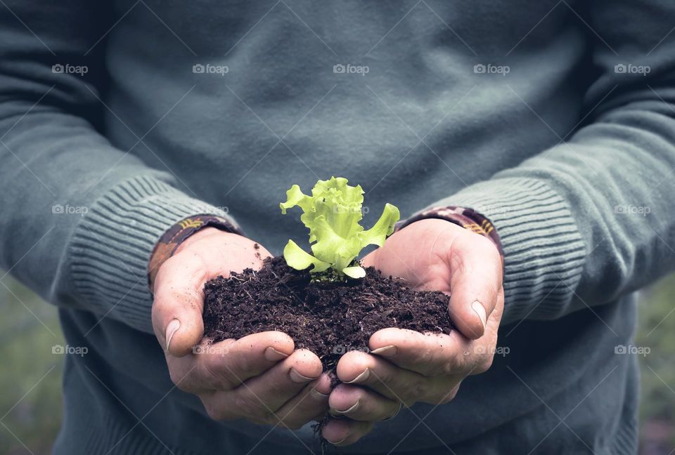 A man gently cradles a lettuce seedling in his hands