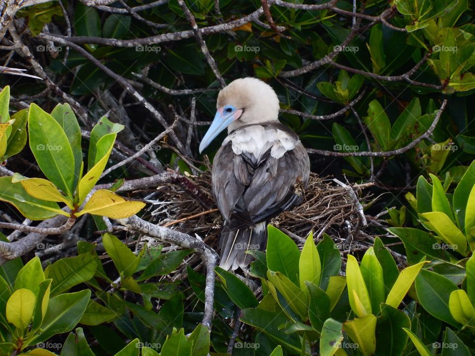 Bluefooted booby @ Galapagos 