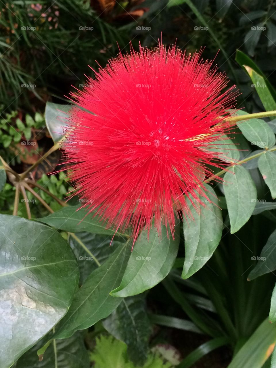 Fluffy red flower, Missouri Botanical Garden