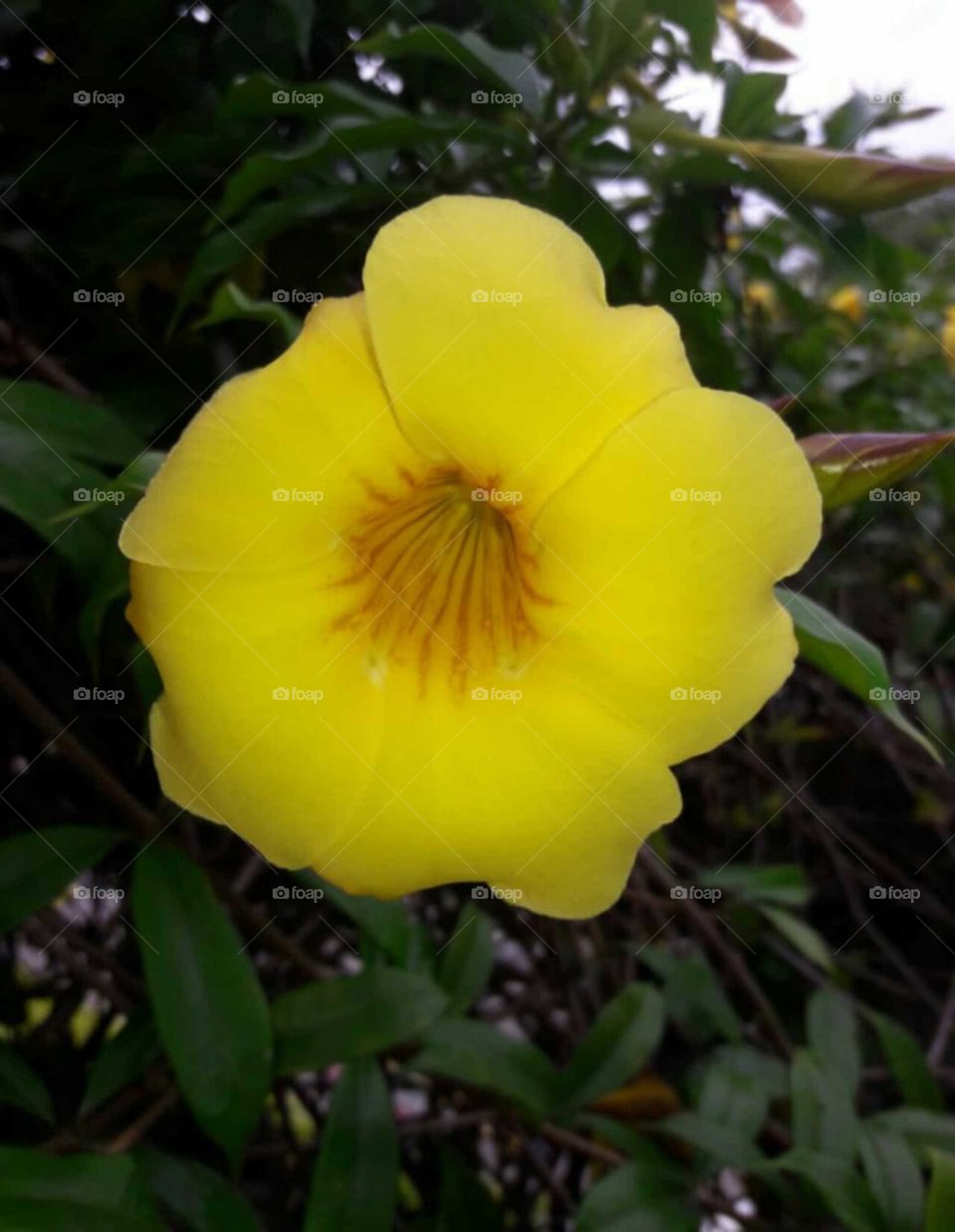 flor amerilla