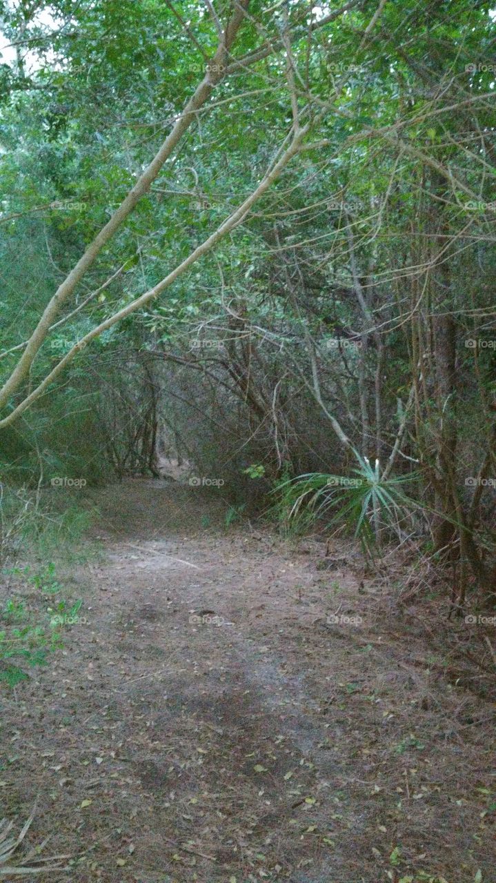 Just a trail...