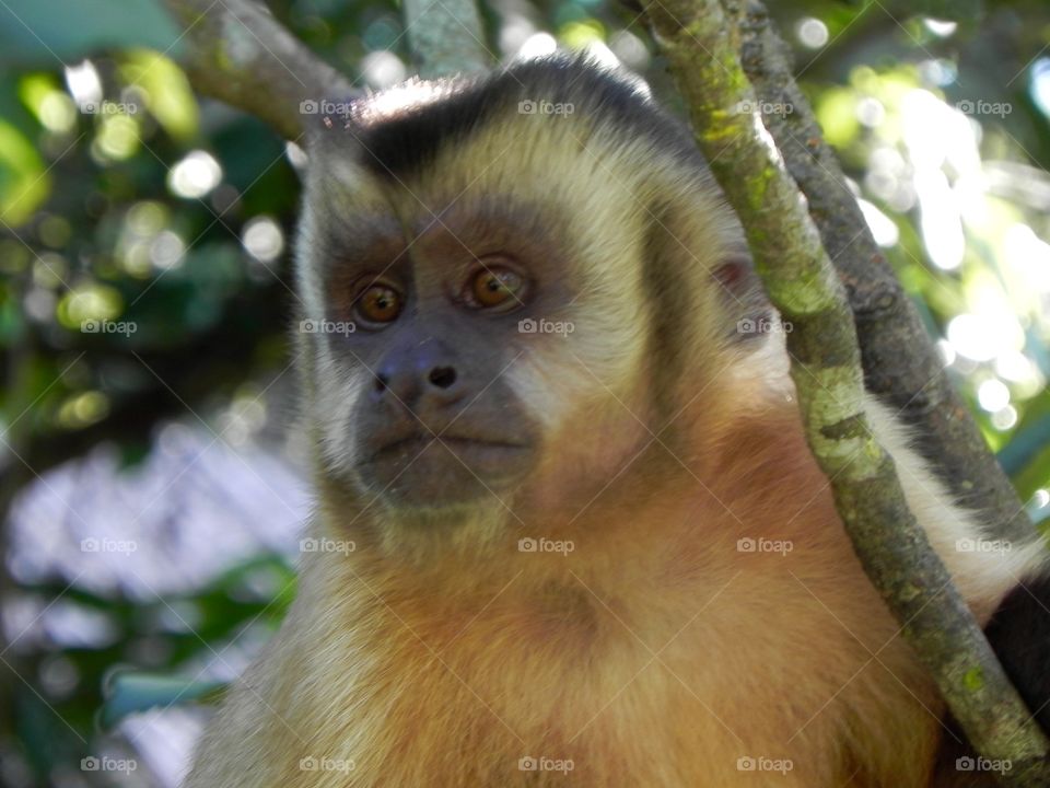 Brazilian Prego Monkey 