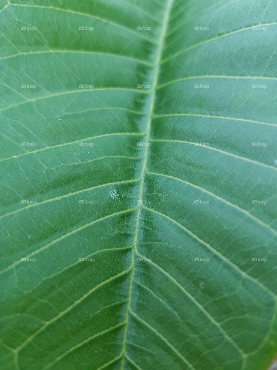 green leaf