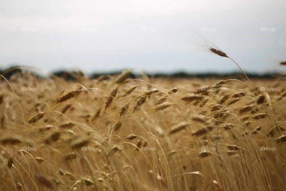 Wheat field