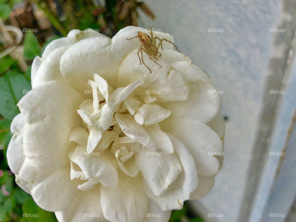 White × Spider