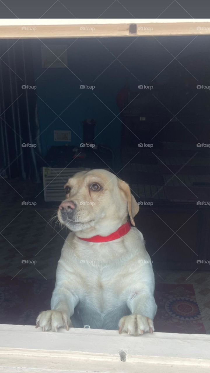 If there are no dogs in heaven, I don't want to go.