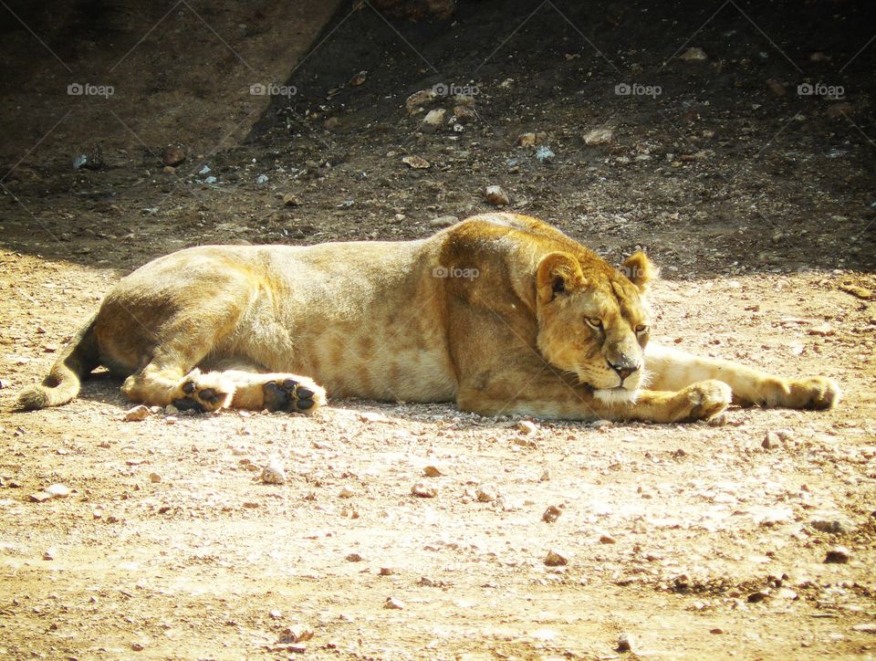 Lioness ~ zoo ~ danger ~ wildlife