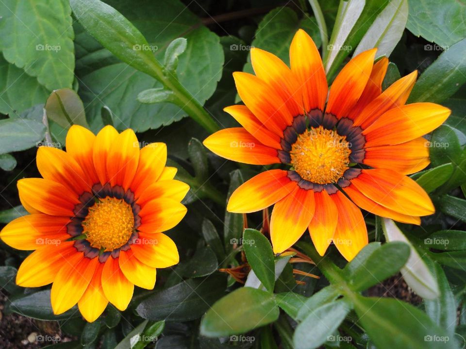 The Yellow Medal Chrysanthemum  is a beautiful flower with vibrant yellow petals and delicate stamens.
