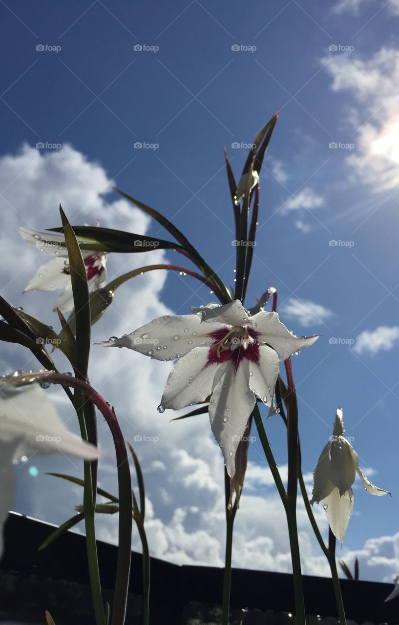 Lilies