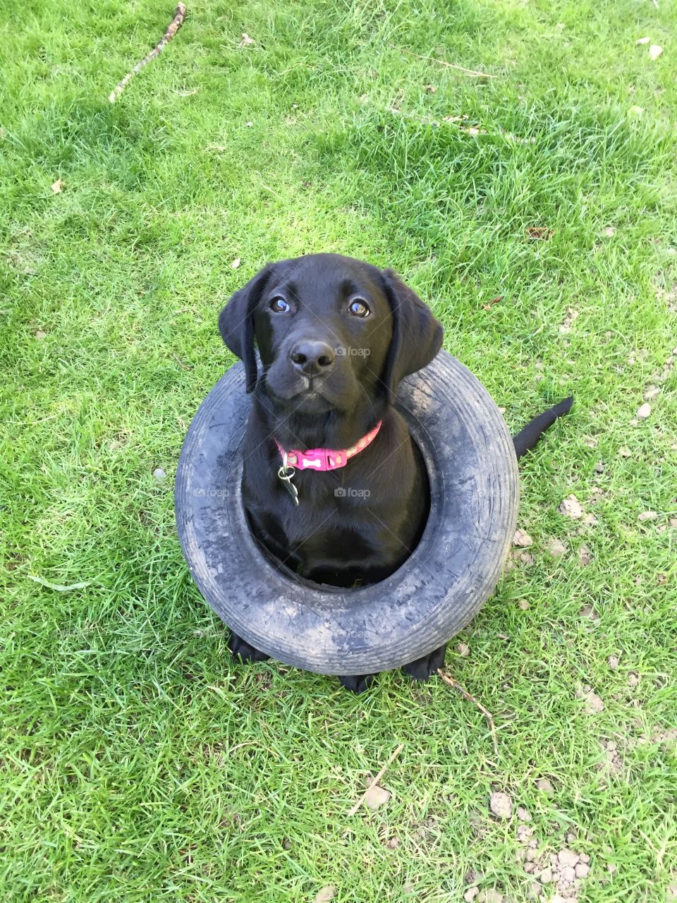 Black Labrador puppy inside tyre 