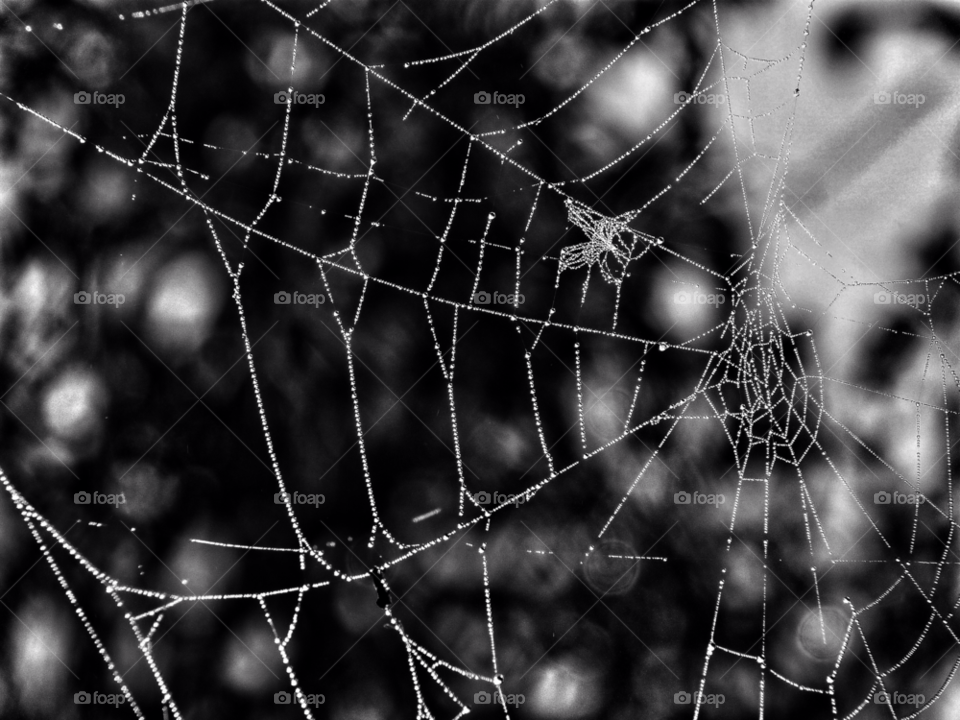 pattern dew web blackandwhite by Raid1968