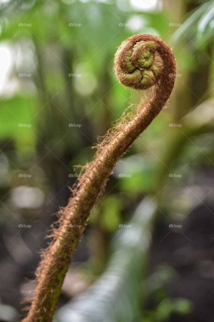 Close-up of a fern
