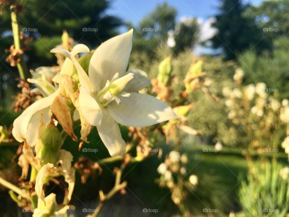 White flowers growing off a vine in the sunlight 