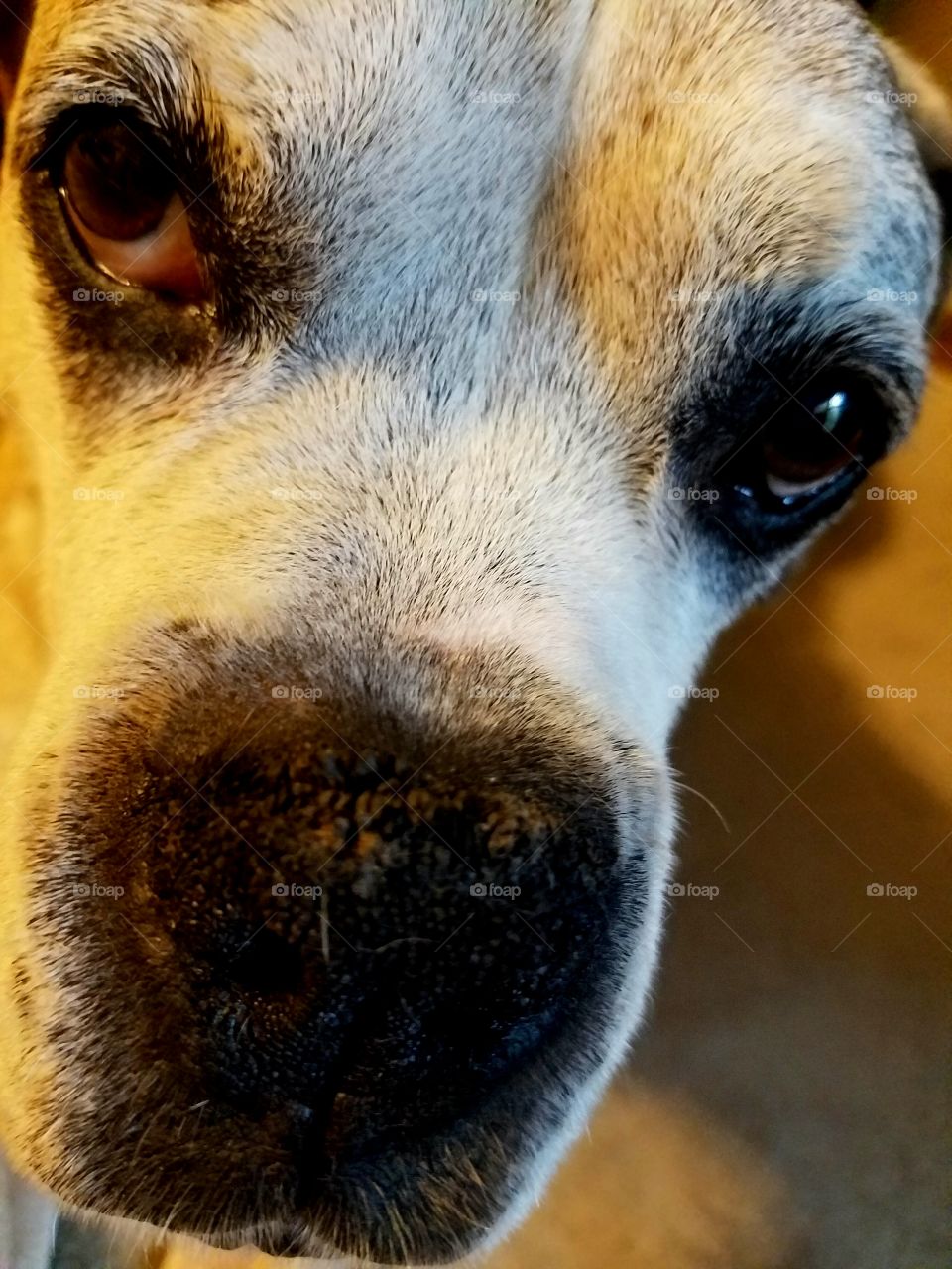 Boxer upclose