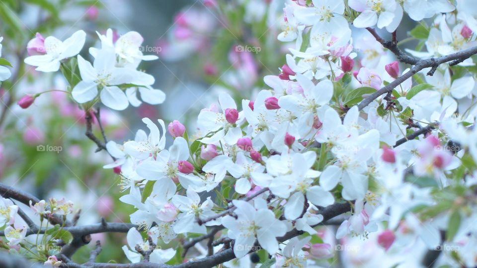 Crab apple tree blooms to its glory