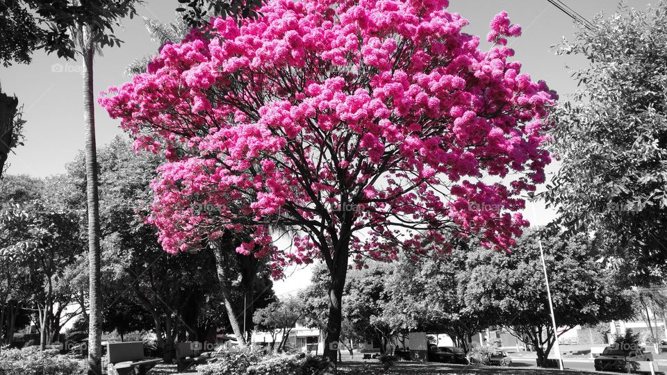 Uma linda árvore florida. Um Ipê Rosa, numa pracinha, no Brasil.