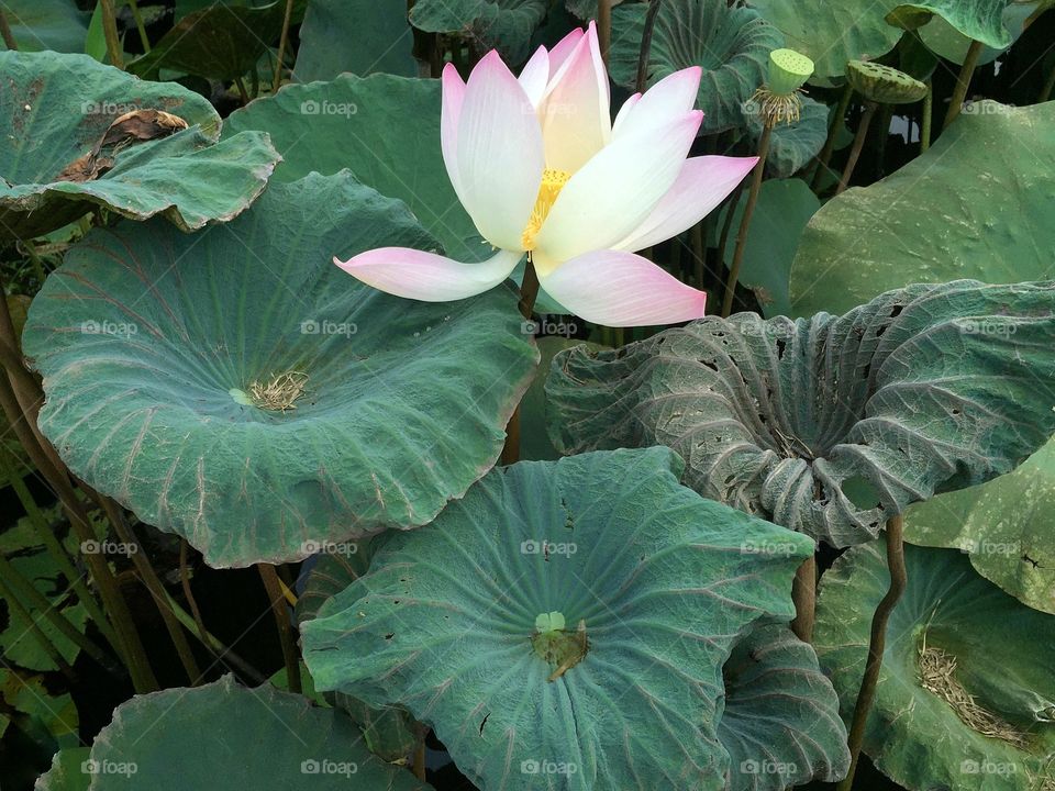 Lotus pond