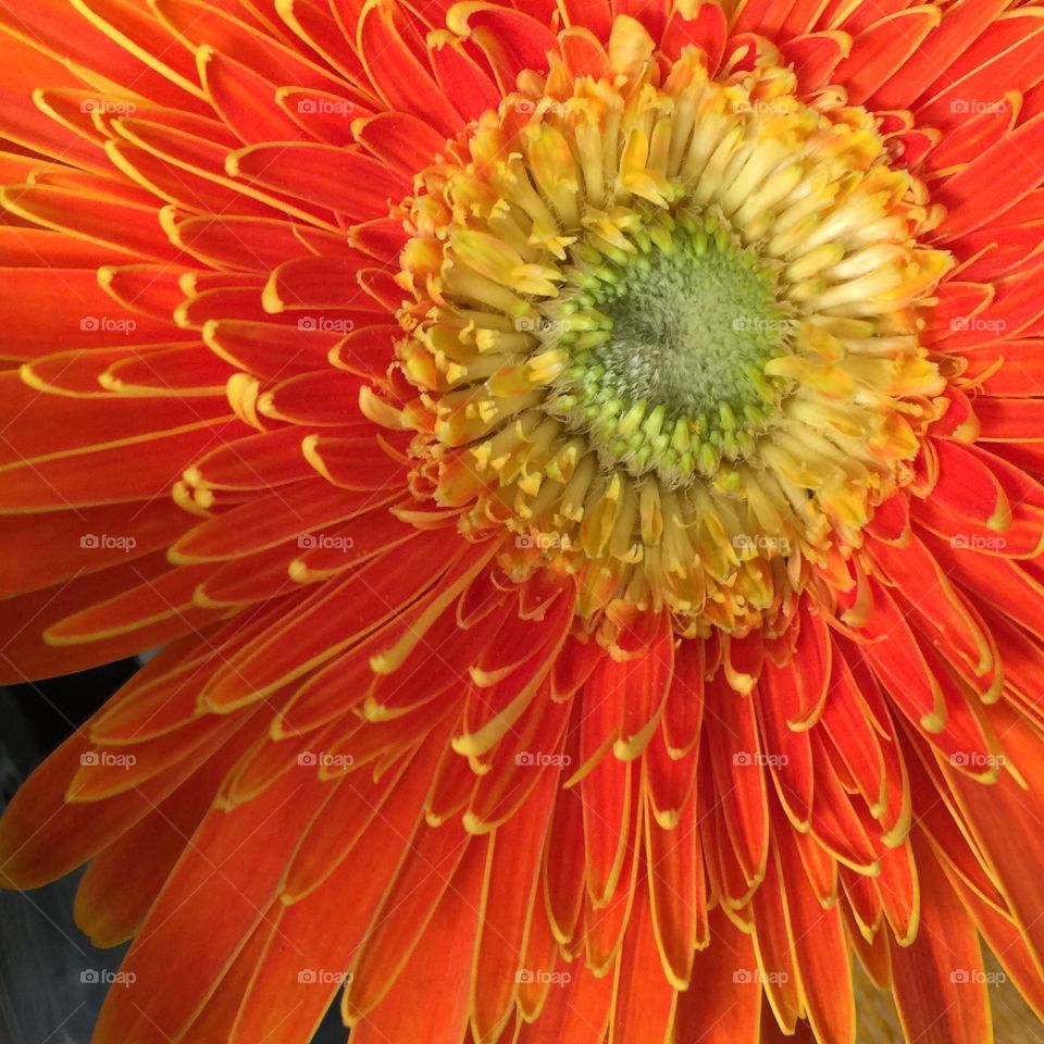 Orange Flower