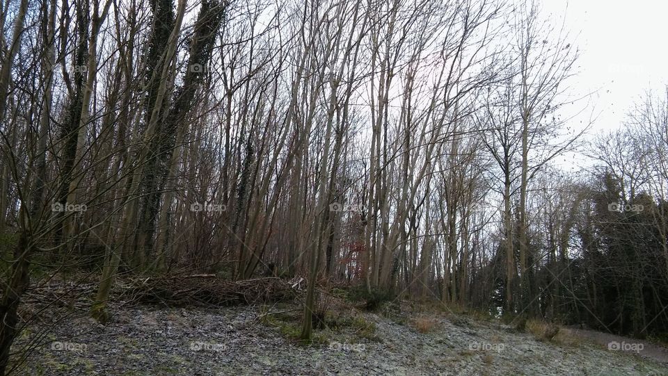 Winter Trees In A Woodland