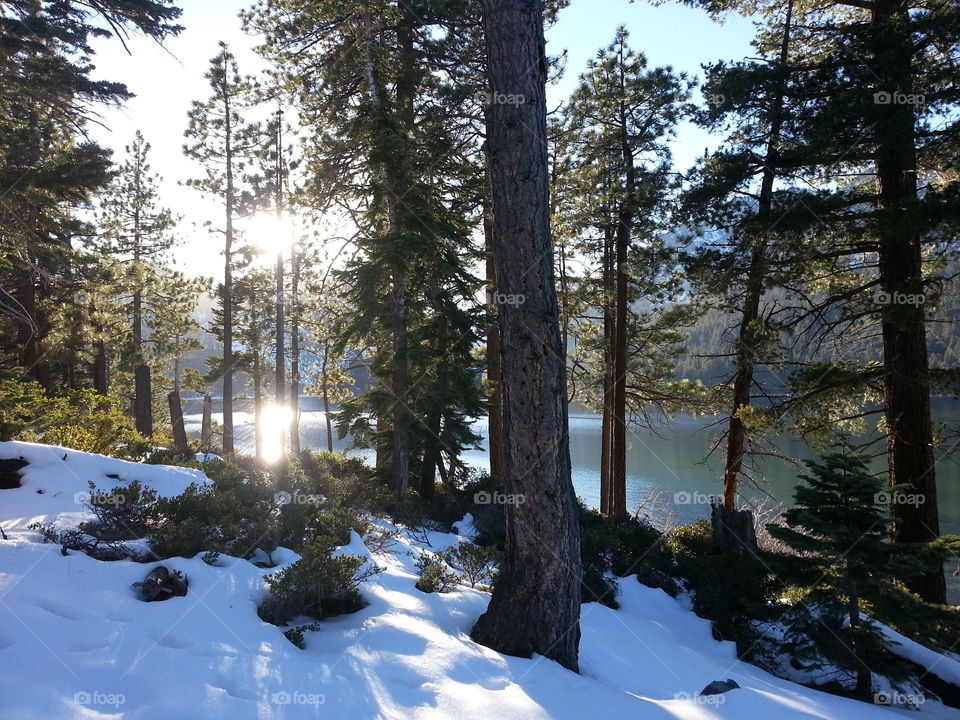 Winter at the forest