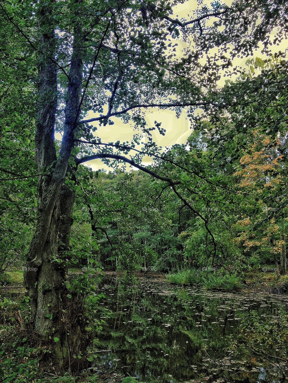 Reflection of trees in pond