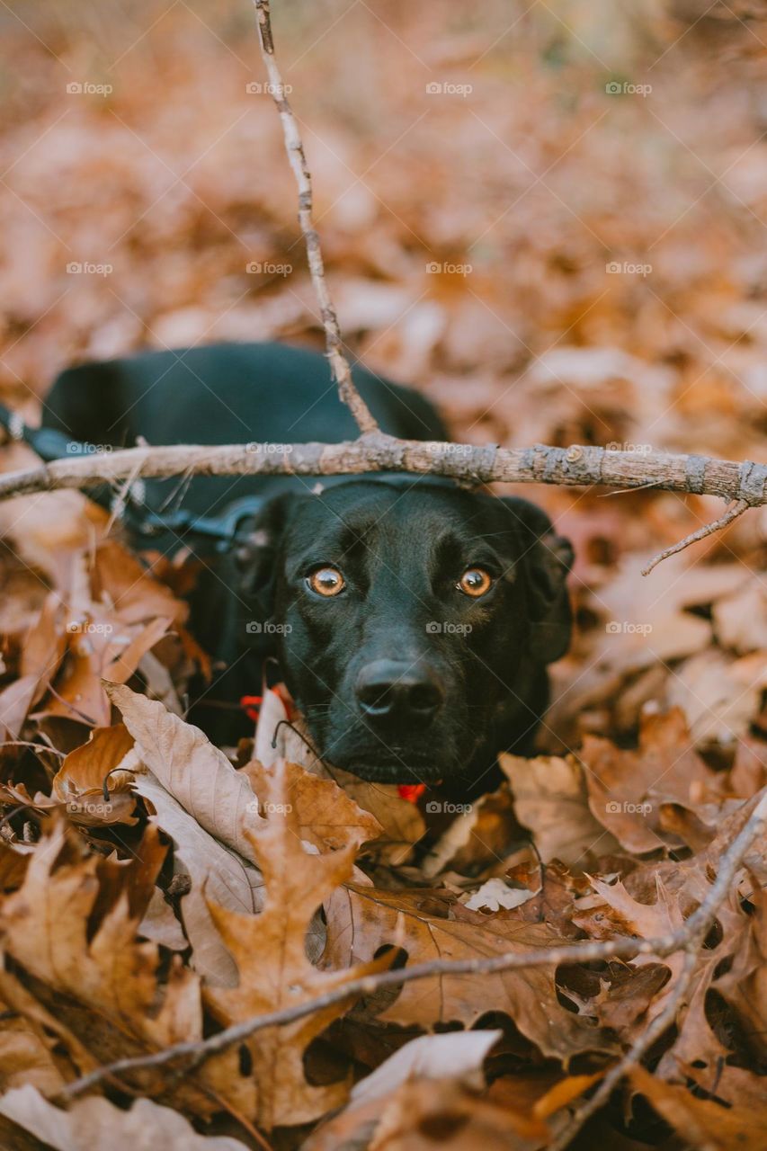 Autumn eyes