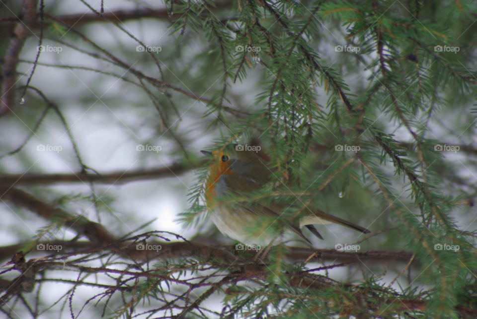 snow winter tree forest by Bea