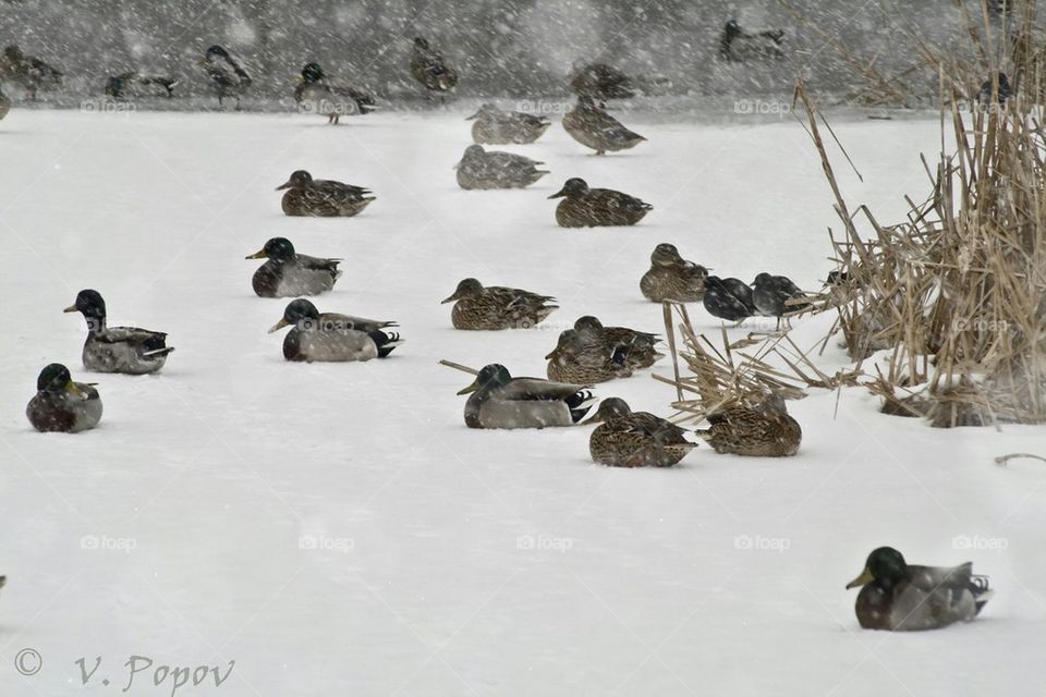 mallards 