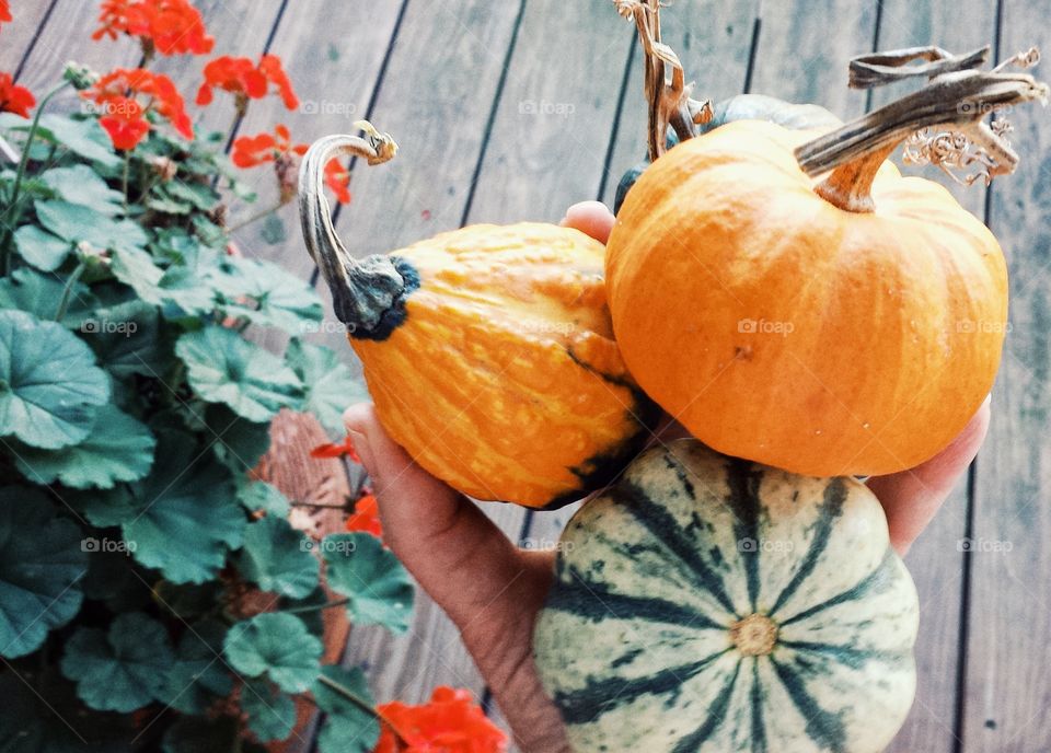 Hand holding a pumpkin