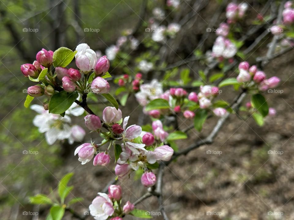 Spring has sprung!