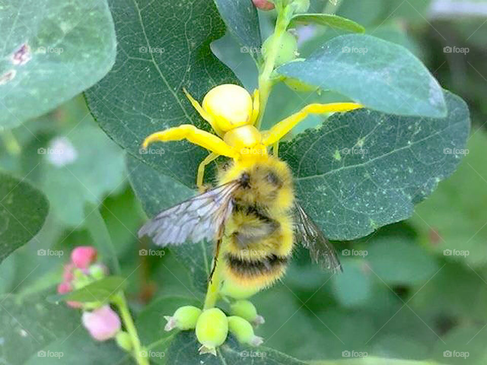 Spider Catching Bee