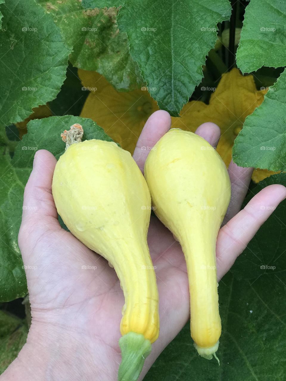 Squash