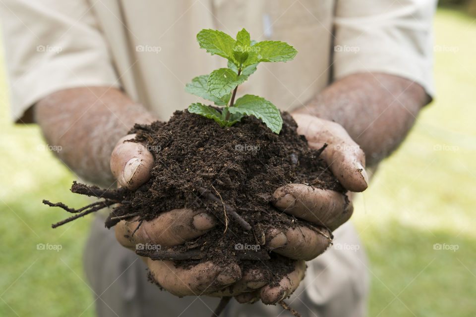 Close-up of farmer's hand holding plant