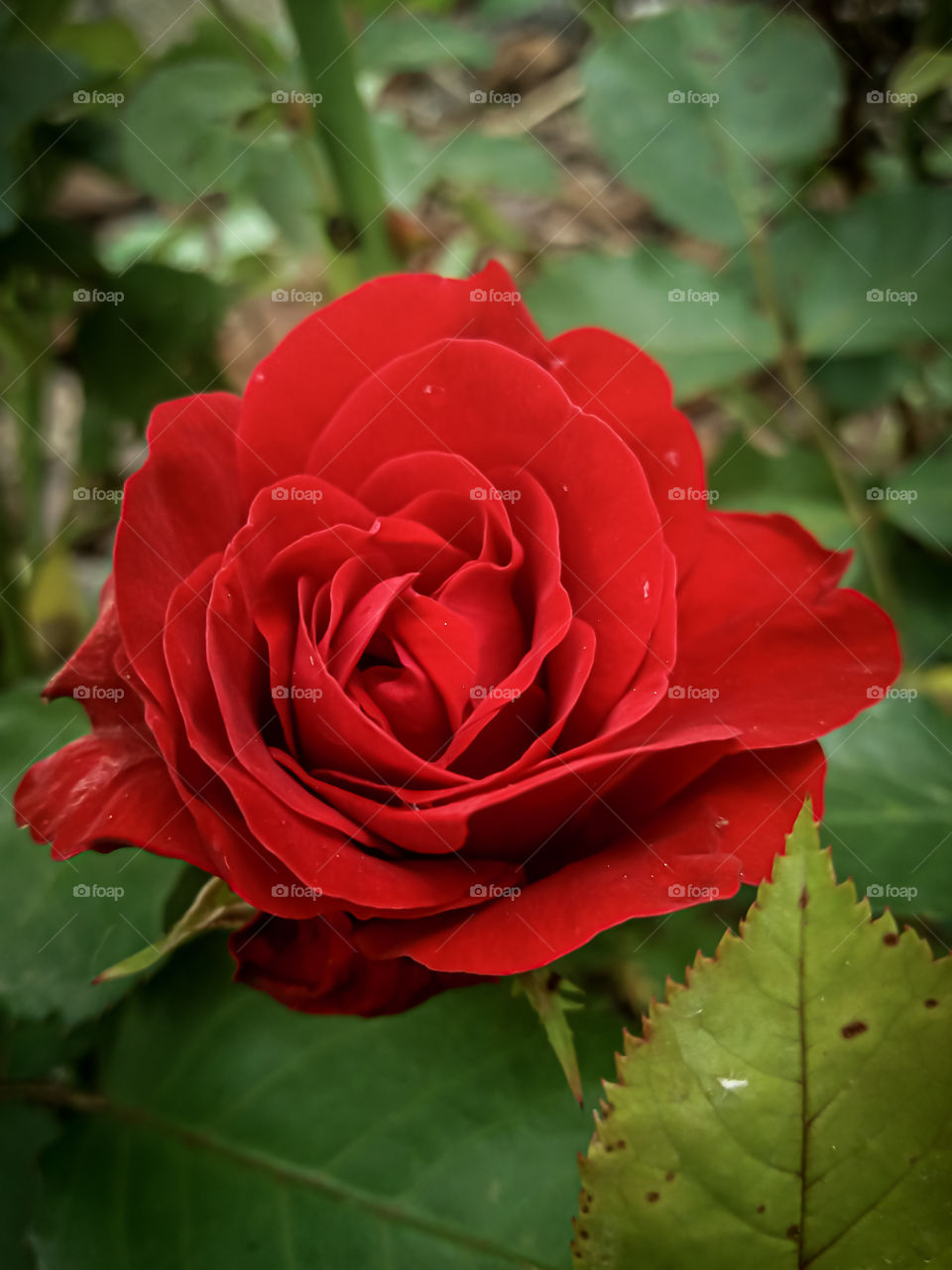 red rose