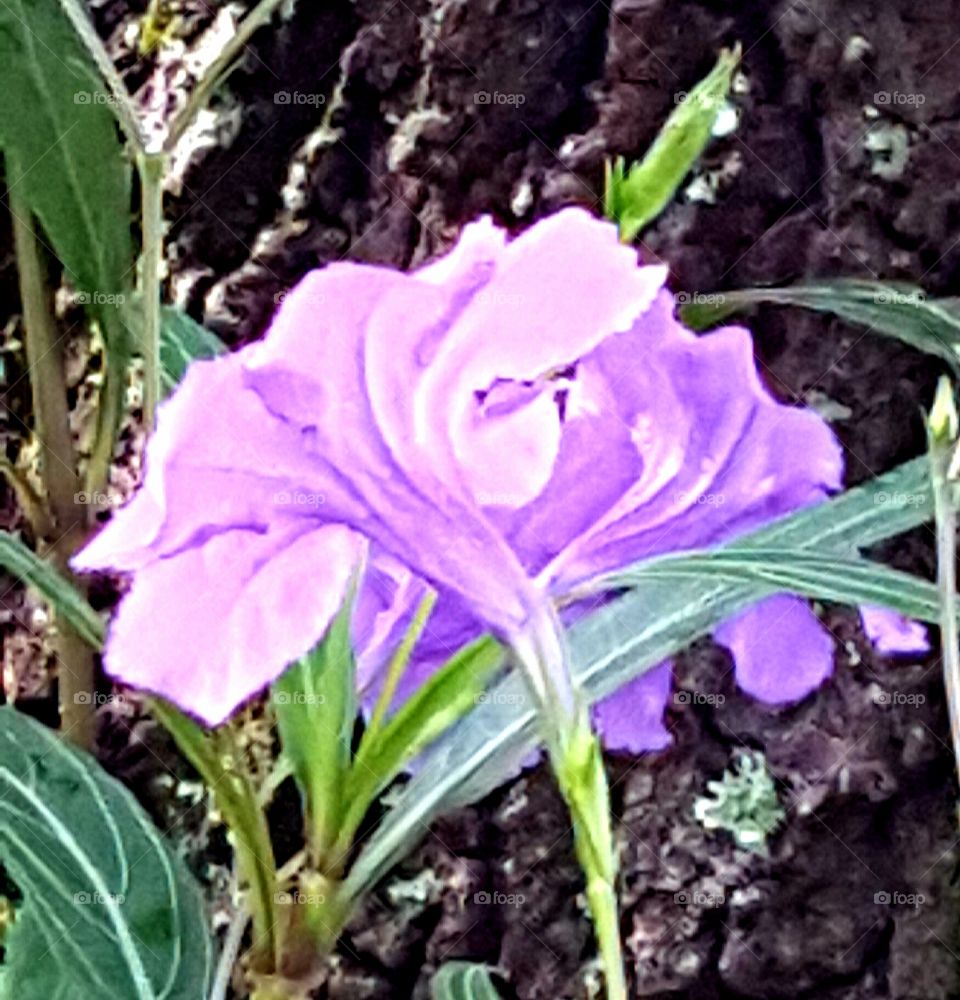 purple ruellia