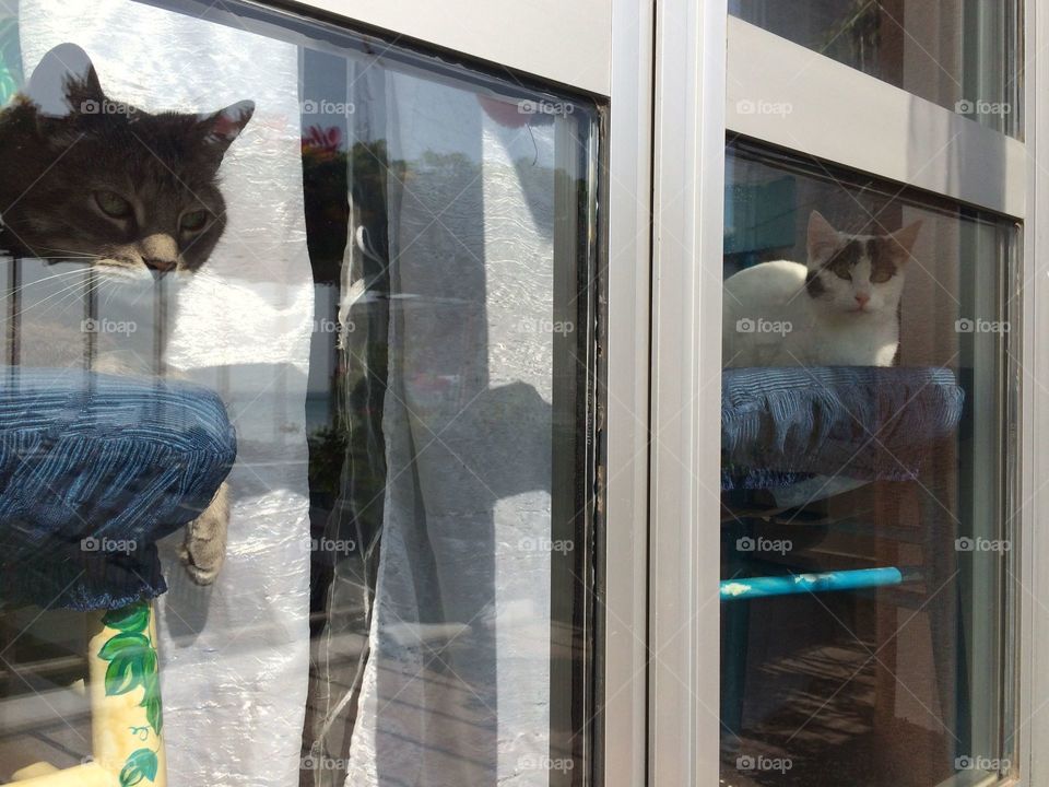 Cat in the window