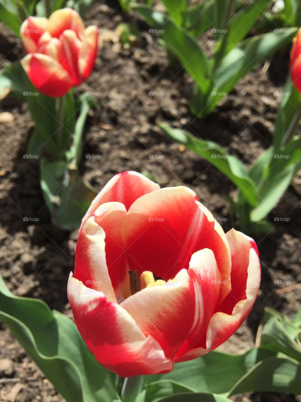 A beautiful tulip with a scarlet pedal tipped with white. 
