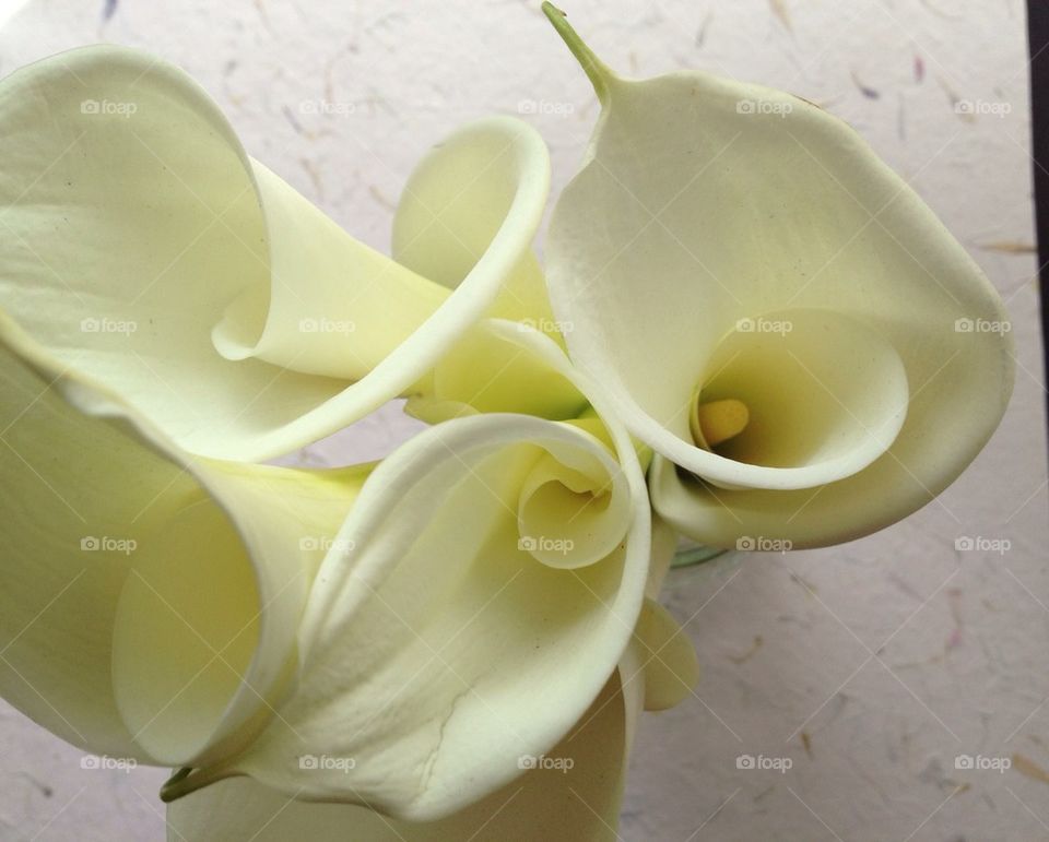 White calla lilies from above