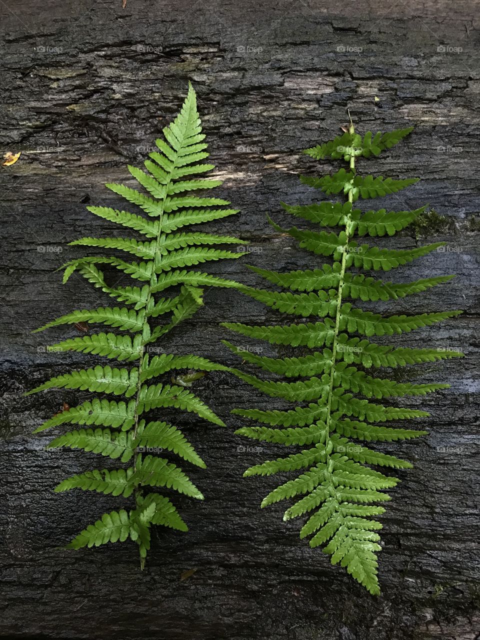 No Person, Fern, Leaf, Outdoors, Nature